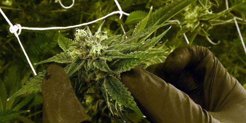 : Green Thumb Industries posts another profit as CEO channels Warren Buffett
