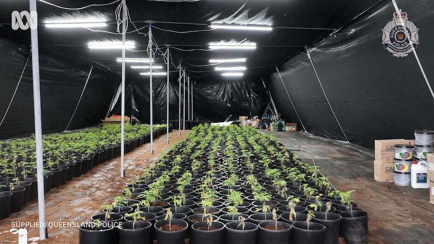  Police seize $60 million dollars worth of cannabis from rural Queensland properties