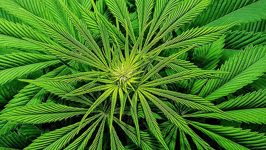  In November, Ohio Could Become the 24th State To Legalize Marijuana