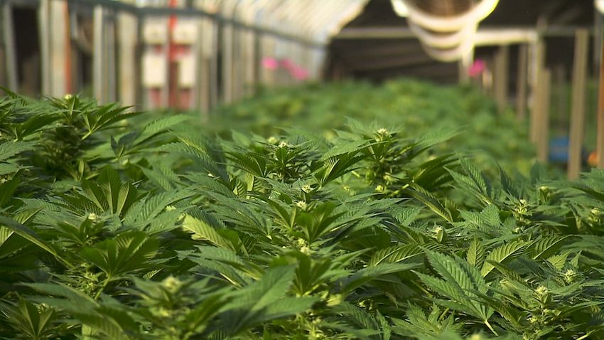 Cannabis driving laws are lagging behind the science, and medicinal users are not in the driving seat