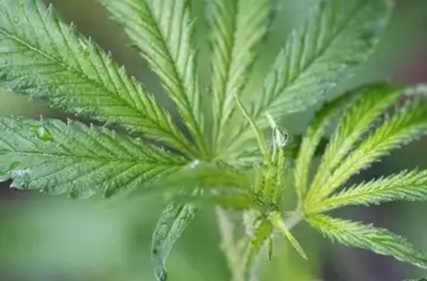 Canopy Growth selling Smiths Falls facility back to Hershey to generate about $39 million to pay down debt