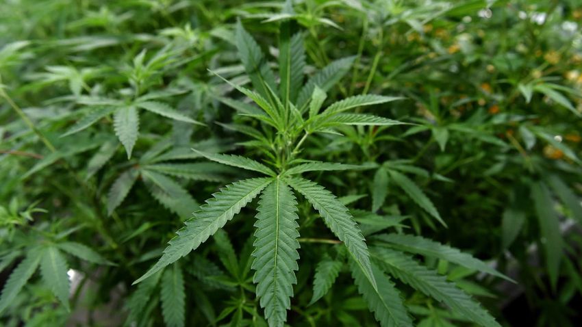  Top cannabis ETF to close as investors lose interest in marijuana industry