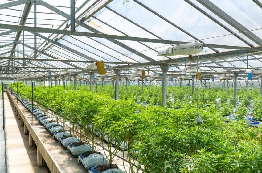 7 Reasons Why You Should Invest On Delta 9 Flower