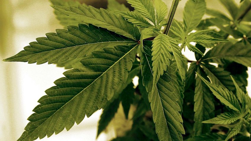  Look who’s experimenting with marijuana today more than any other age group