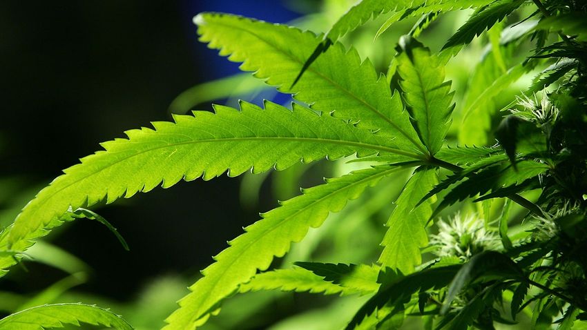  STUDY: Binge drinking, marijuana use reach record highs in adults…