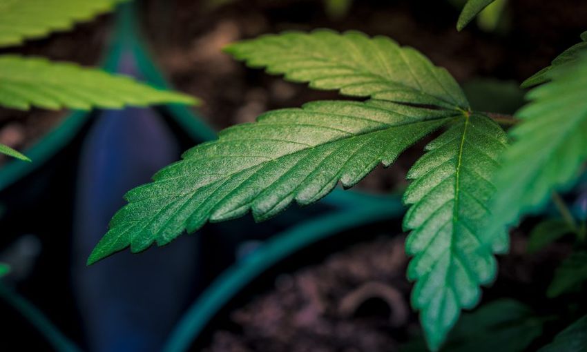  States With Legal Medical Marijuana See ‘Significant And Sizable’ Reductions In Health Insurance Premiums, Study Finds