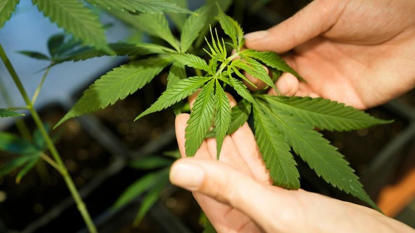 Germany’s Cabinet is set to approve a plan to liberalize rules on cannabis possession and sale