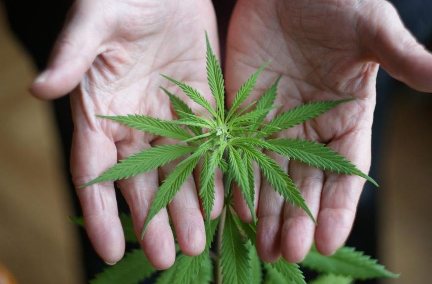 A surprising demographic is experimenting with weed more than any others