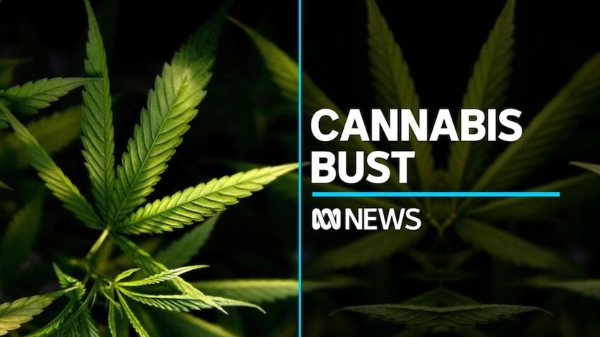  Victoria drug bust ends in more than a tonne of cannabis seized
