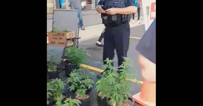 Faribault police confiscate cannabis plants from business, sparking legality dispute