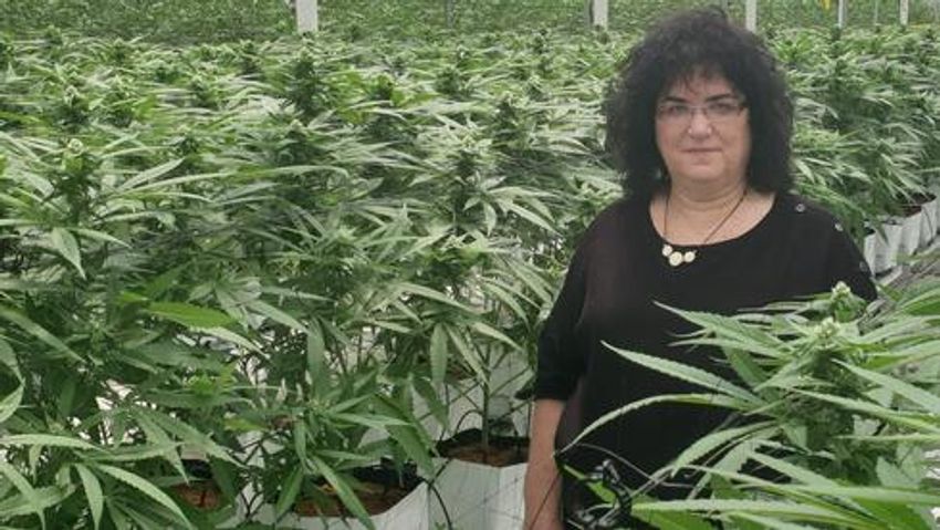  Unbe-weed-able: Israeli cannabis researcher scoops 3 prestigious international awards