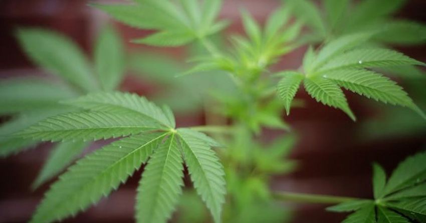 Minneapolis outlines ‘permissive’ approach for cannabis retail landscape