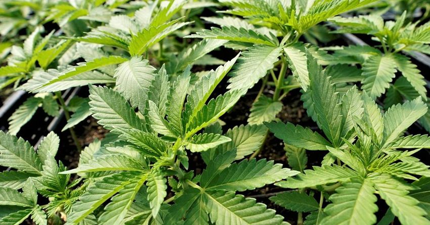  Missouri recalls cannabis products for Franklin County company