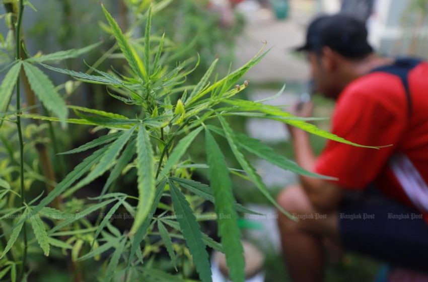  Illegal cannabis dispensaries shut down in Phuket