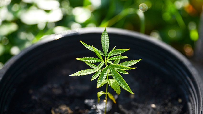 Spending the Summer Interning with NORML – Marlie