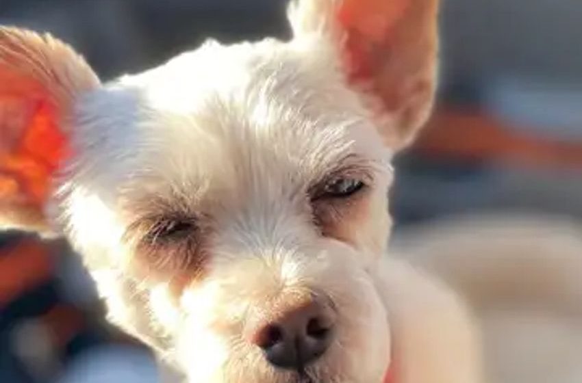 Dog’s reaction to eating owner’s stash of cannabis has Internet “bawling”