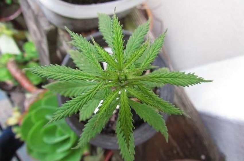  Higher Levels Of Metal Seen In Blood And Urine Of Marijuana Users: Study