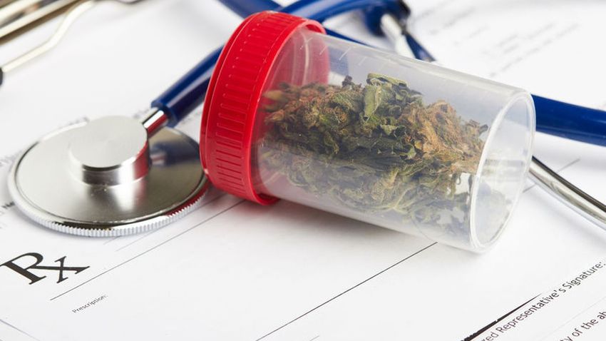  Medicinal cannabis: NZ legislation leads East Coast company to export strains overseas