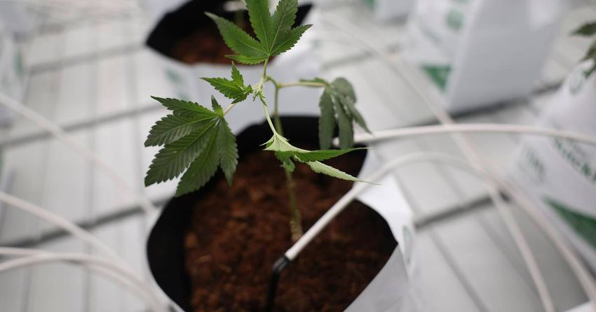 Patrick Kenneally: Dispensaries in McHenry County now must own up to the mental health dangers of cannabis