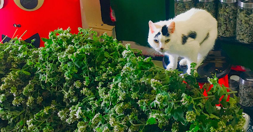  Ontario just got its first ever dispensary for pets