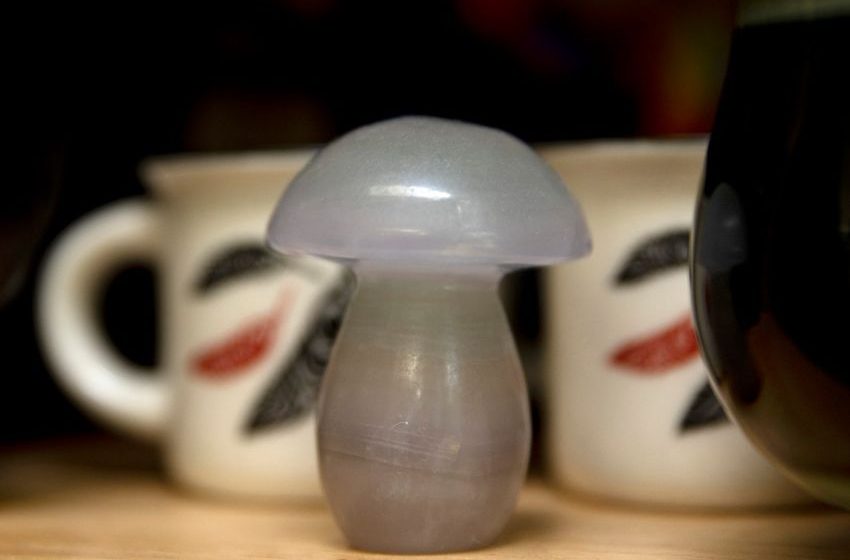  Thousands sign up to experience magic mushrooms in OR