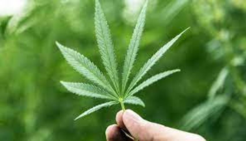  NY Cannabis Laws