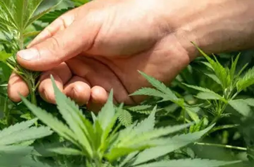  This Cannabis ETF Is Up 66% In 5 Days, Options Traders Bet It’s Going Even Higher