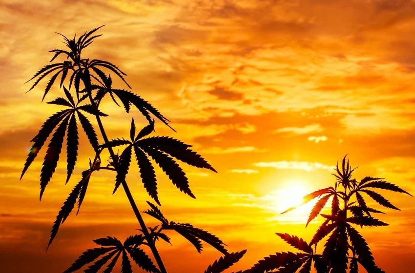  The Mexican hypothesis debunked: How marijuana really came to the US