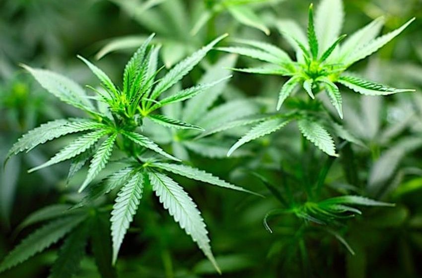  Feds recommend easing restrictions on marijuana