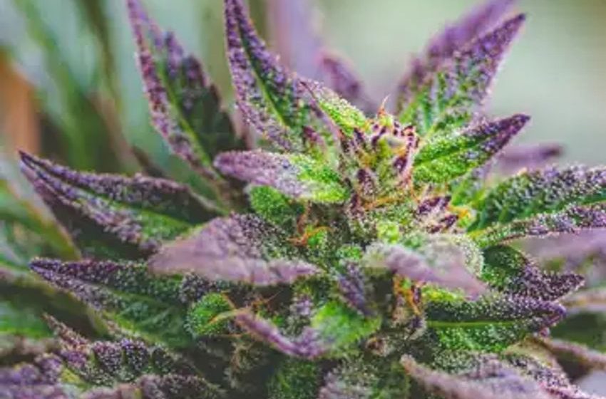  Cannabis Chart Of The Week: How Much Will MSOs Save In Taxes From Elimination Of 280e?