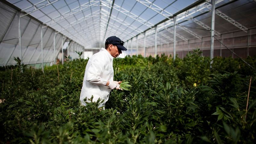 HHS Recommends Lower Risk Designation For Marijuana, Following Biden’s Call For Reform
