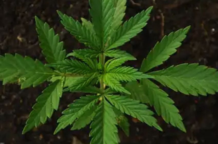  U.S. Cannabis Recap: Reviewing The Space Ahead Of A Fresh Five-Session Set