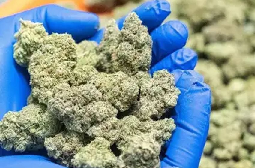 Pot stocks just notched their biggest weekly rally since March 2020 amid hopes of a lower-risk rating from the DEA