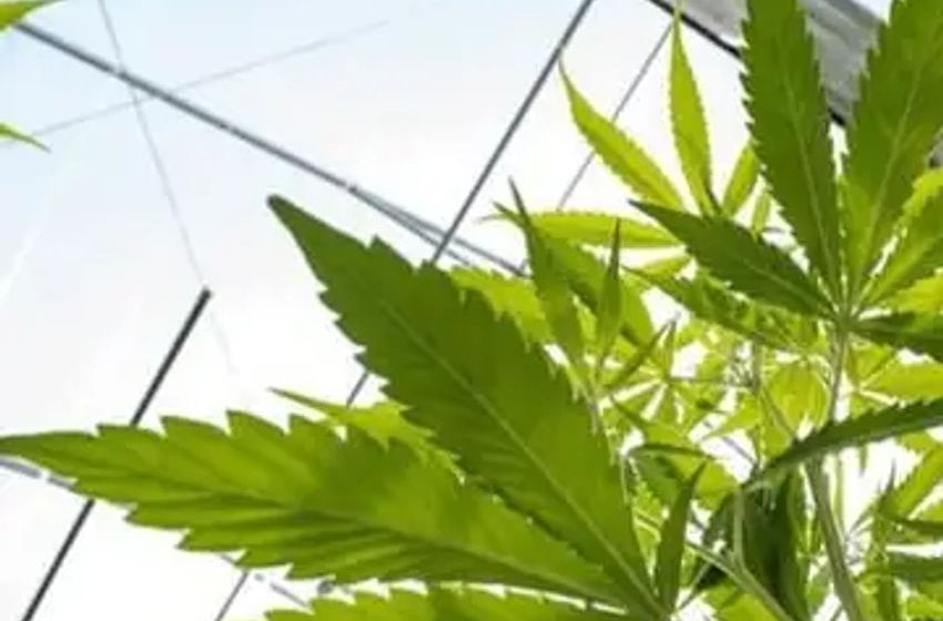 U.S. Senate votes on SAFE Banking Act on September 27, 2023, allowing the Cannabis Industry to enter the Banking System
