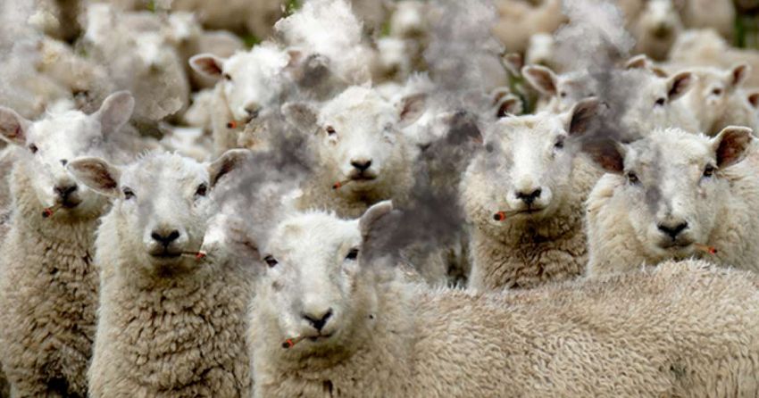  Herd of sheep caught eating 100kg of cannabis