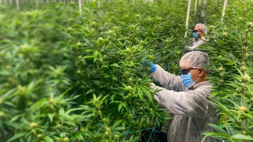  Latin America’s Best-Kept Cannabis Secret: Meet The Biggest Marijuana Company In The Region