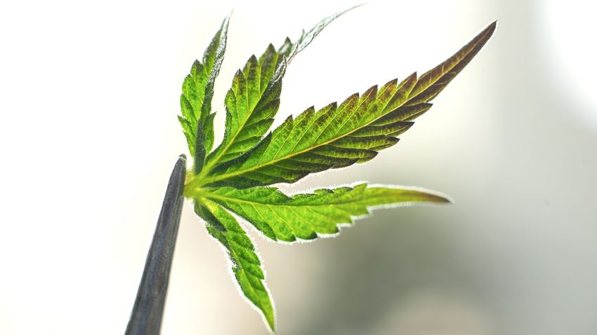  Did These Researchers Just Solve One of the Mysteries of Getting High?