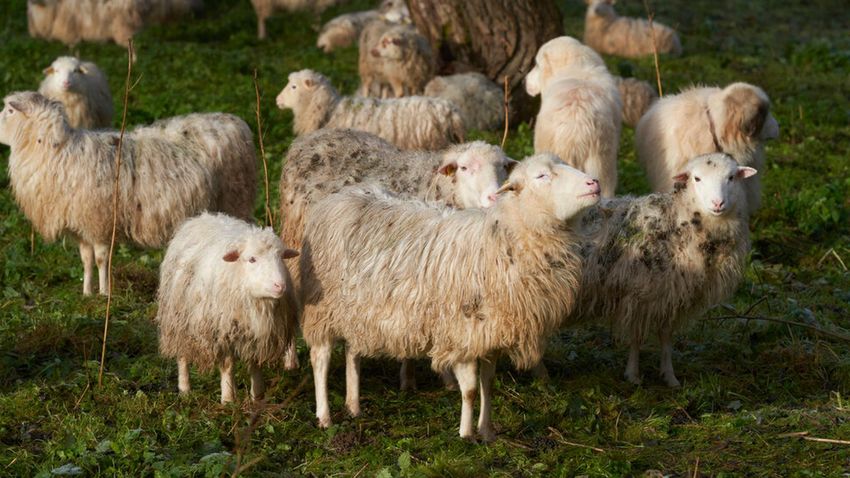  Herd of sheep eats 100kg of cannabis in Greece