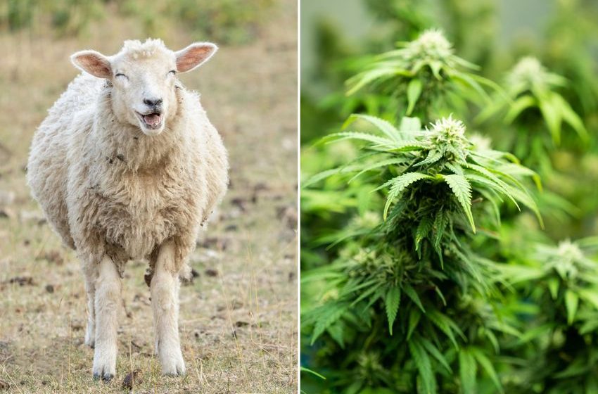  Hungry Sheep Devour Over 600 Pounds of Cannabis After Invading Greenhouse