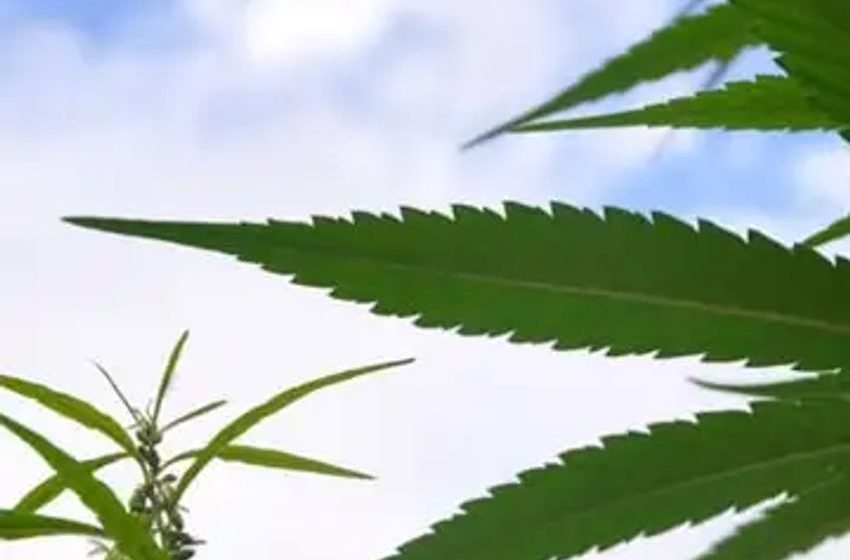  Schumer Aims To Bring Newly Revised Marijuana Banking Bill To The Floor ‘With All Due Speed’ After Next Week’s Committee Vote