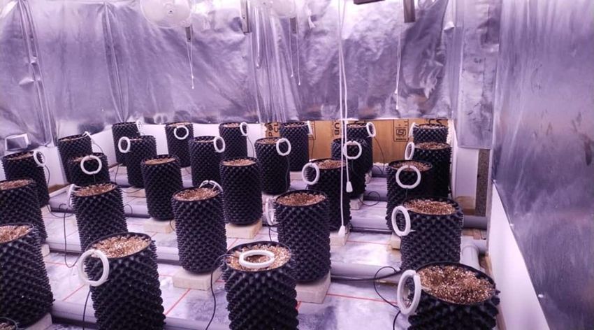  ‘first such case in Gujarat’: Marijuana grown using hydroponics in rented flats, 3 held