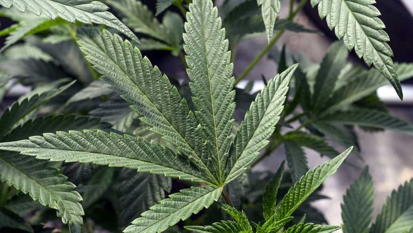 Health Dept. gives recommendation to DEA on marijuana policy