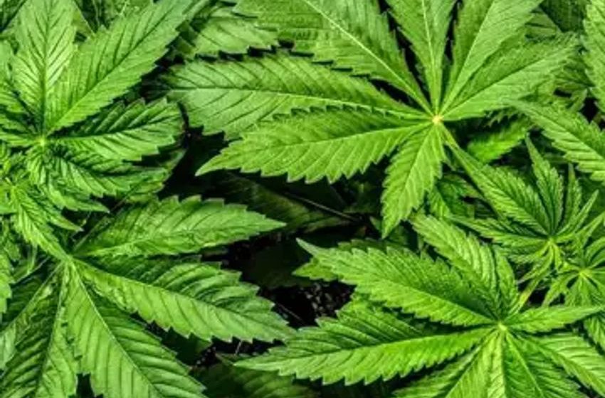  35 years ago, a judge said marijuana did not belong in Schedule I. HHS finally agrees
