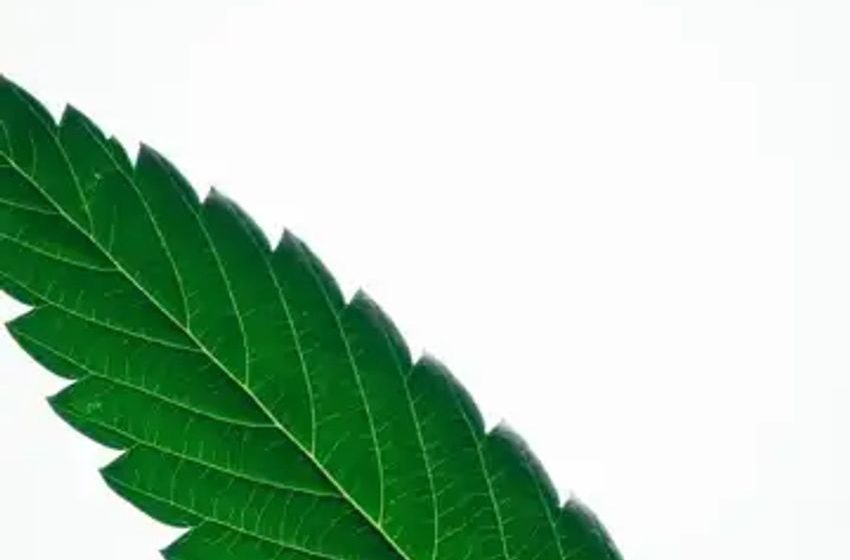  Exploring Cannabis For Cancer: Hope, Hype Or Healing? The Latest Research And Treatment Options
