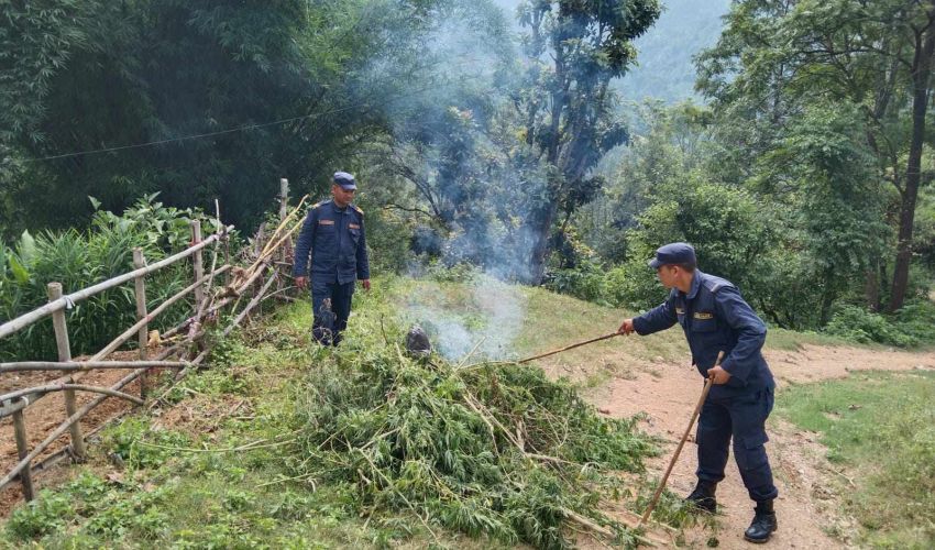  Police in Baitadi Launch Operation to Eradicate Marijuana Cultivation