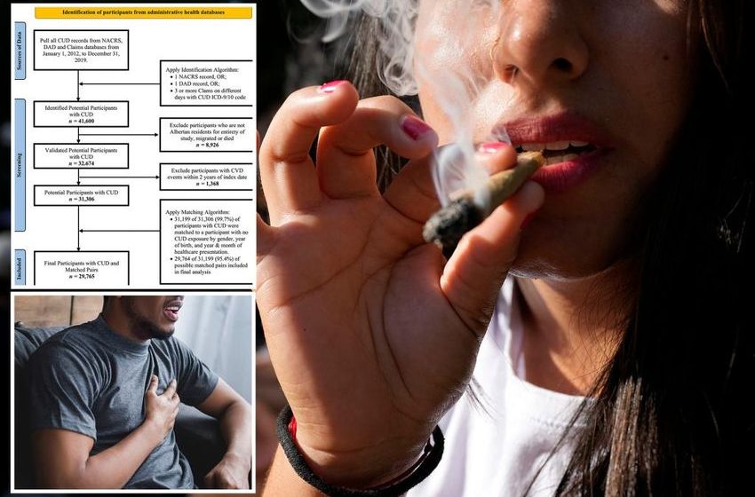  Marijuana addiction elevates risk for heart attacks and strokes by 60%: study
