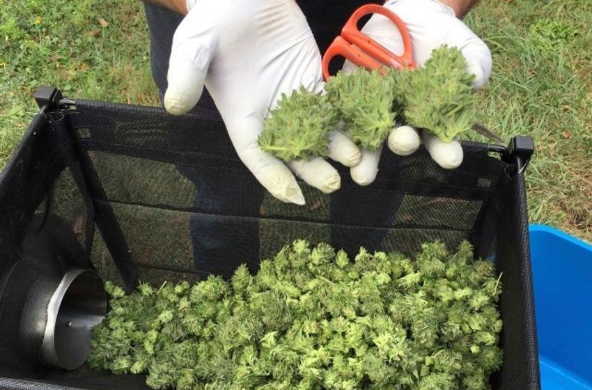  So what would happen if the HHS is successful in reclassifying cannabis as a Schedule III drug? Mostly the same clusterfark that we have in place right now, a possible win for banks and researchers, and much gnashing of right wing teeth of course [Followup]