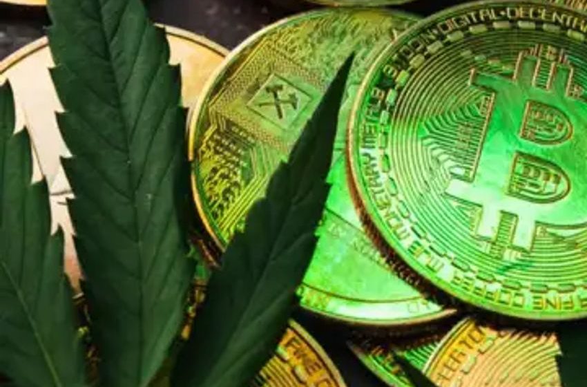  Marijuana, Ketamine … And Bitcoin Mining Farm? Chilean Drug Raid Uncovers Crypto Surprise