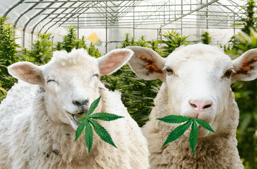  Sheep binge on 600 pounds of pot: ‘They found green stuff to eat’