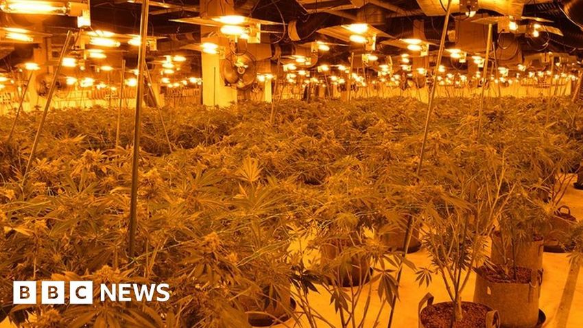 Buxton: Cannabis factory found at former M&S store